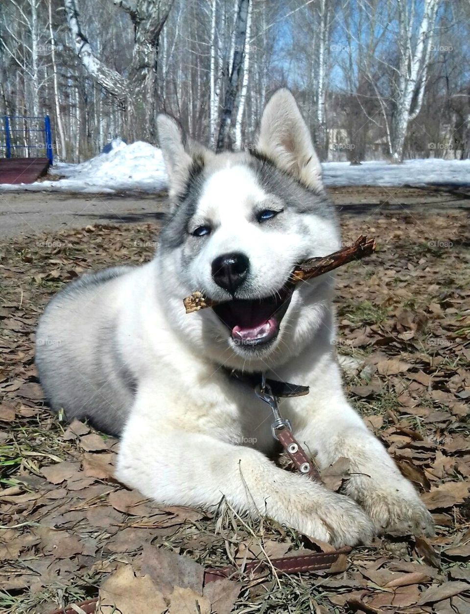 husky dogs