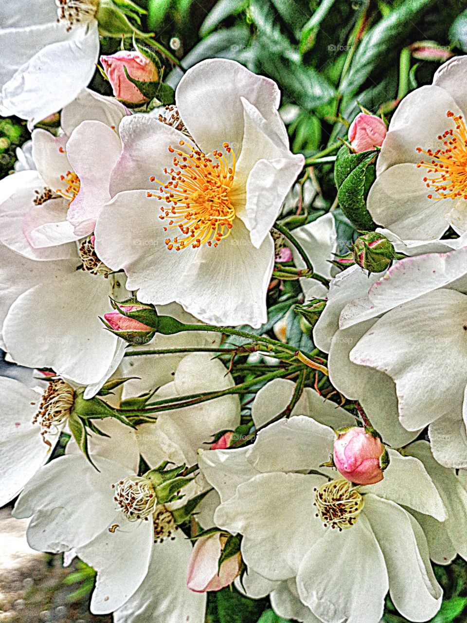 Beautiful fragrant roses ... white blossoms tinged with pink