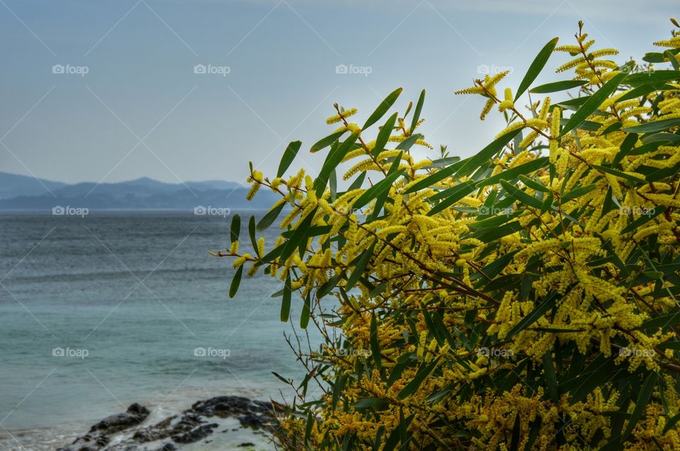 Mimosa flowers on the beach