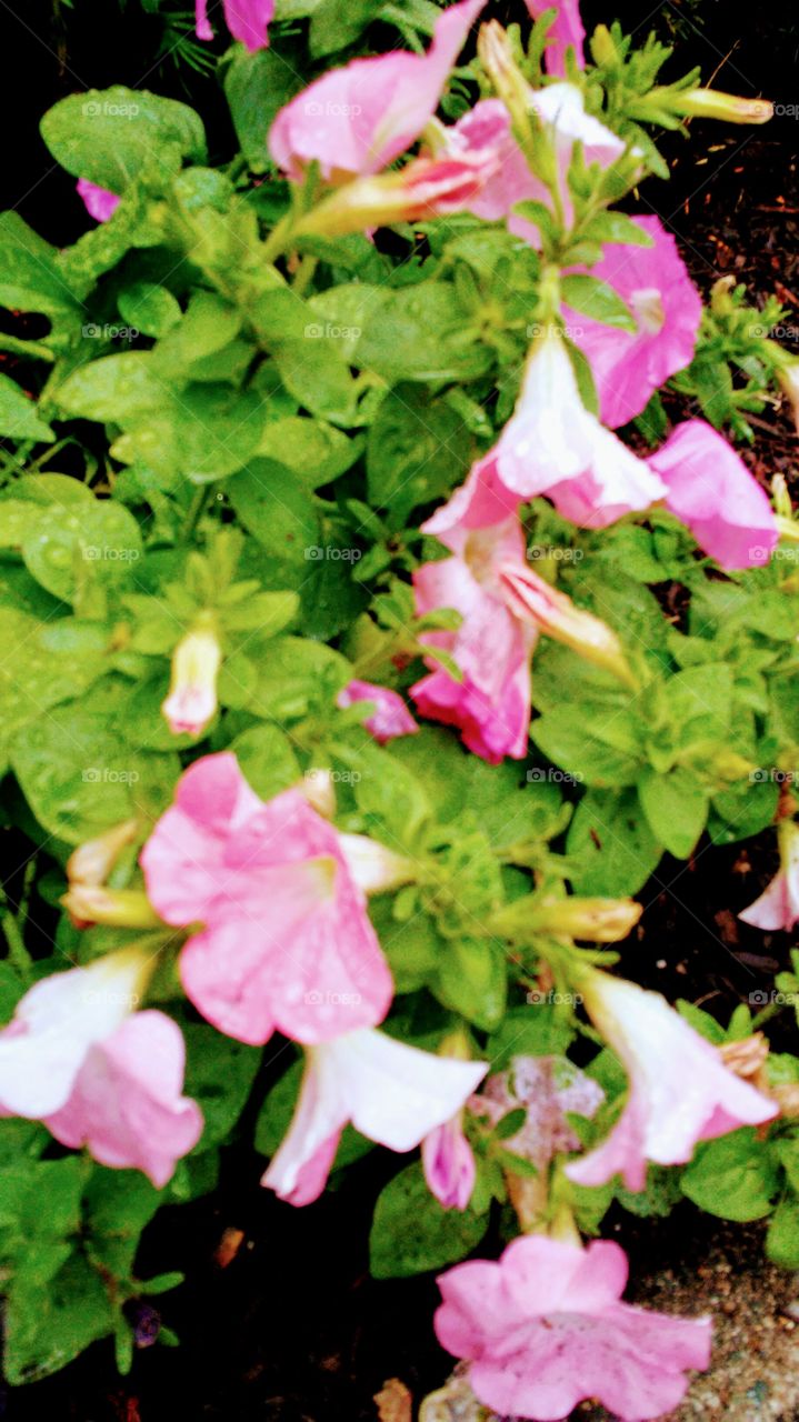 Flora, Leaf, Nature, Garden, Flower