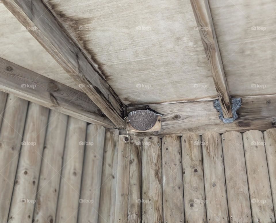 A mother bird is poking her head out of the nest in the eaves of a wooden shelter.