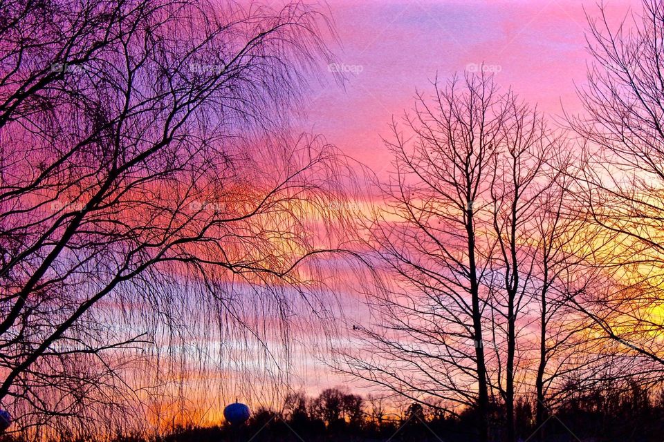 Pink sunset with willow tree