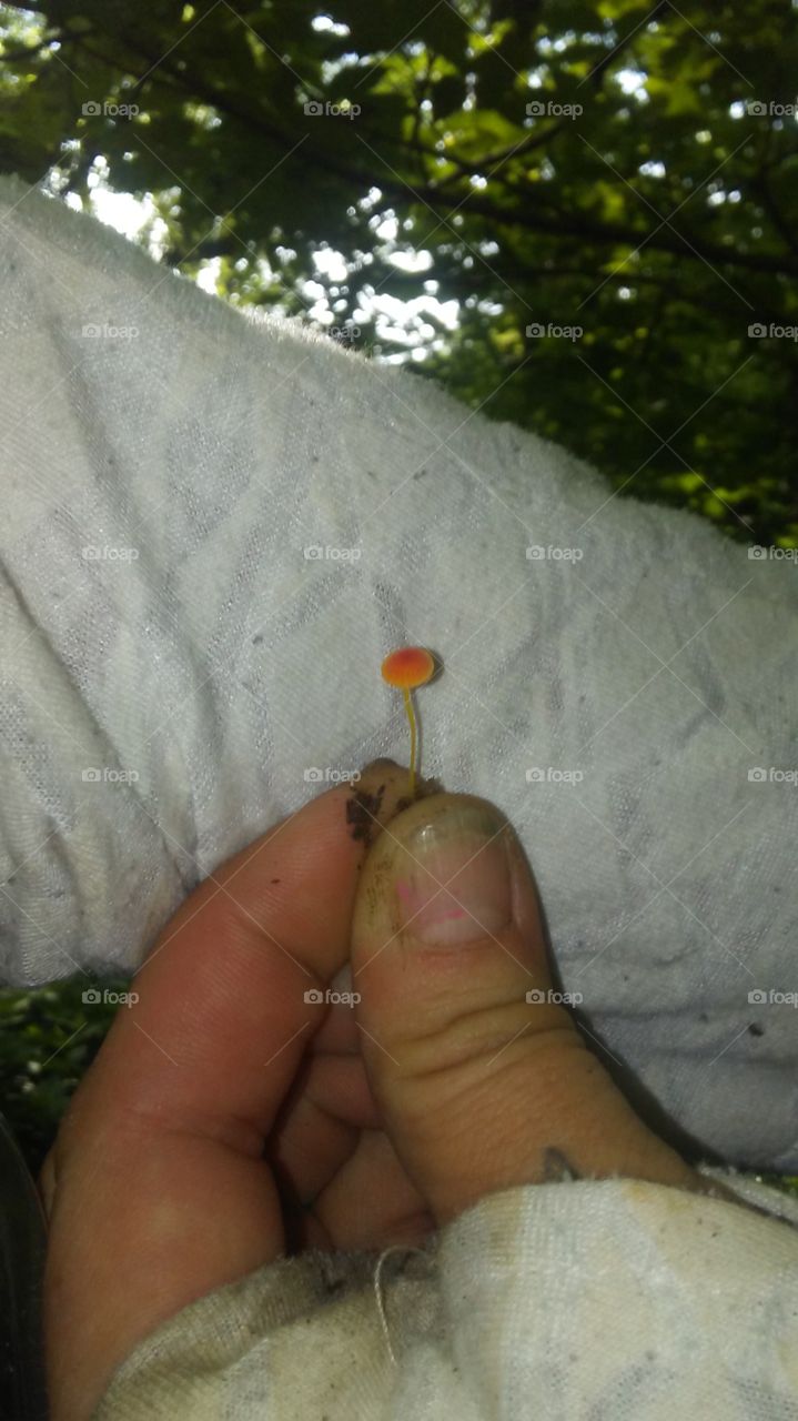 a baby mushroom
