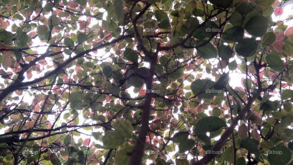 Under the tree branch