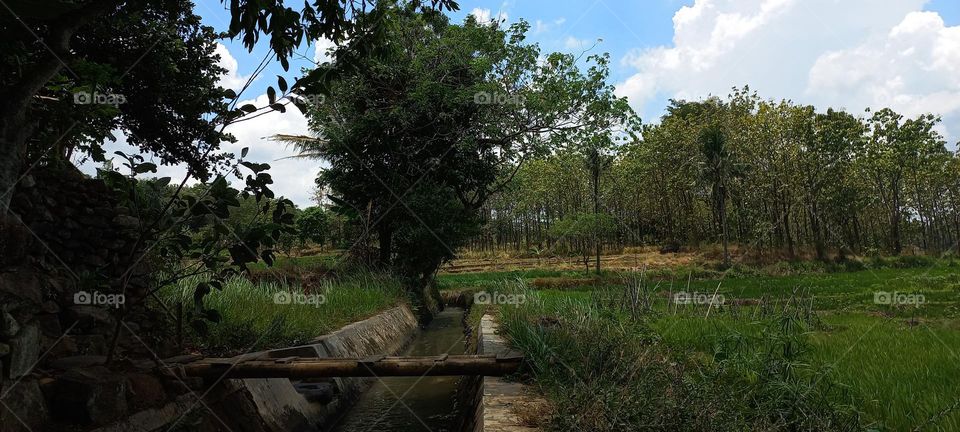 View of rice fields and surrounding hills at noon