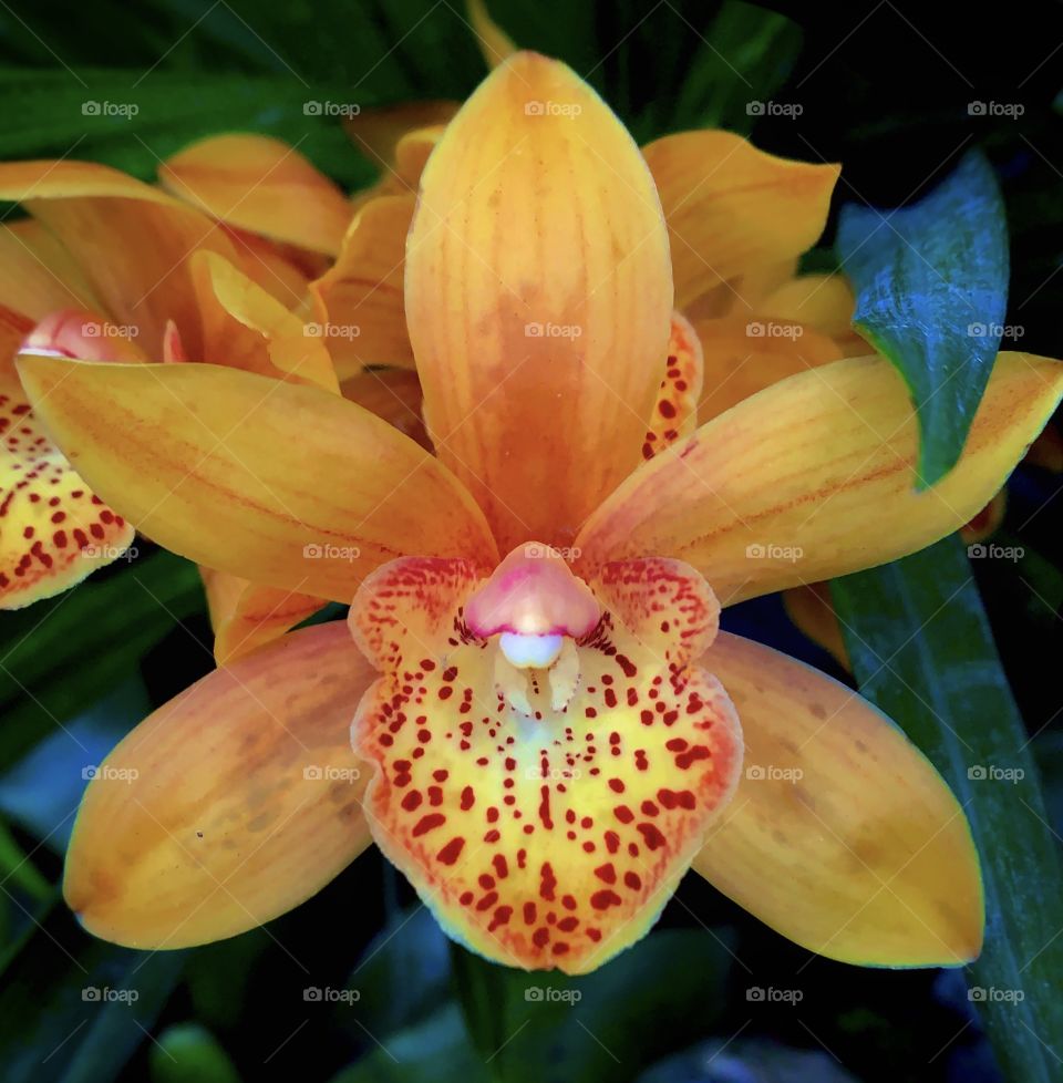 Beautiful red, orange, and yellow flower—taken in Ludington, Michigan 