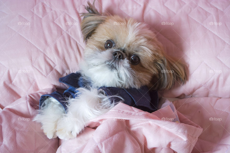 Cute dog in bed