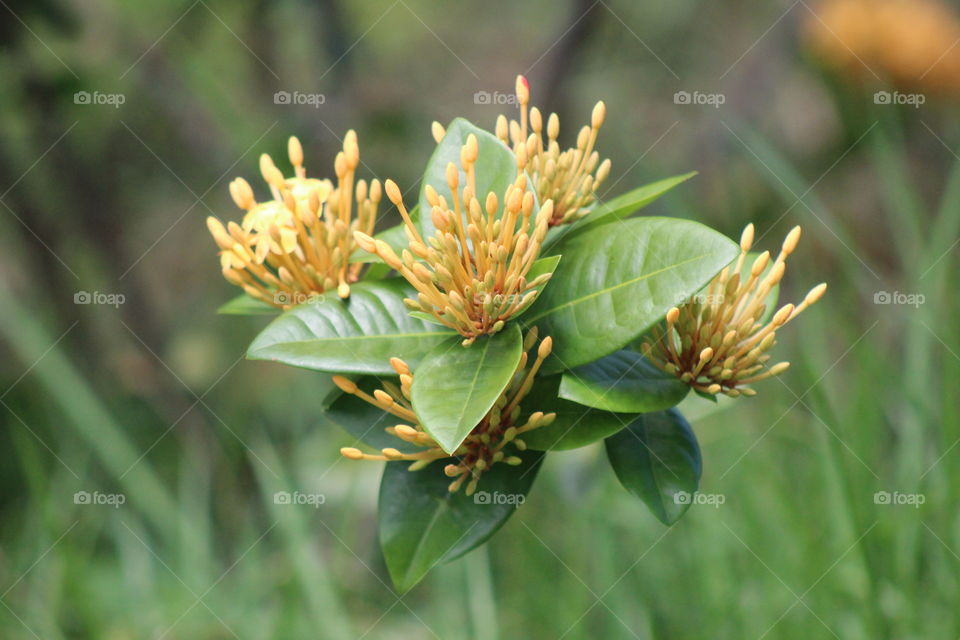 ixora