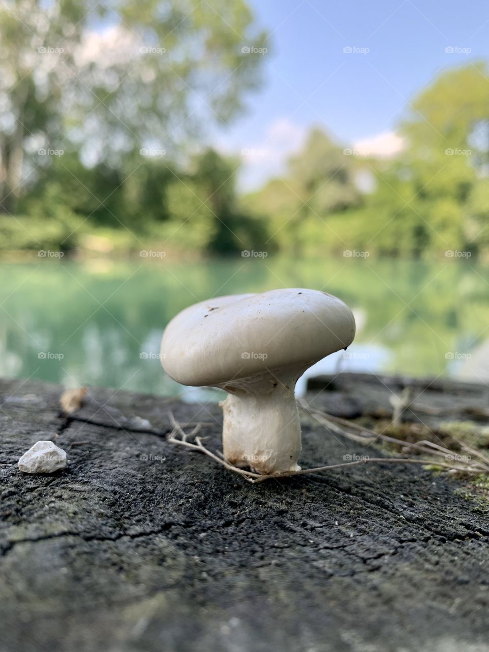 The placid flow of the spring river Sile in the stretch between Casier and Casale sul Sile in the Venetian countryside.