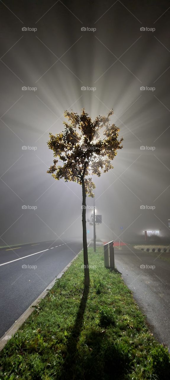 arbre dans le brouillard