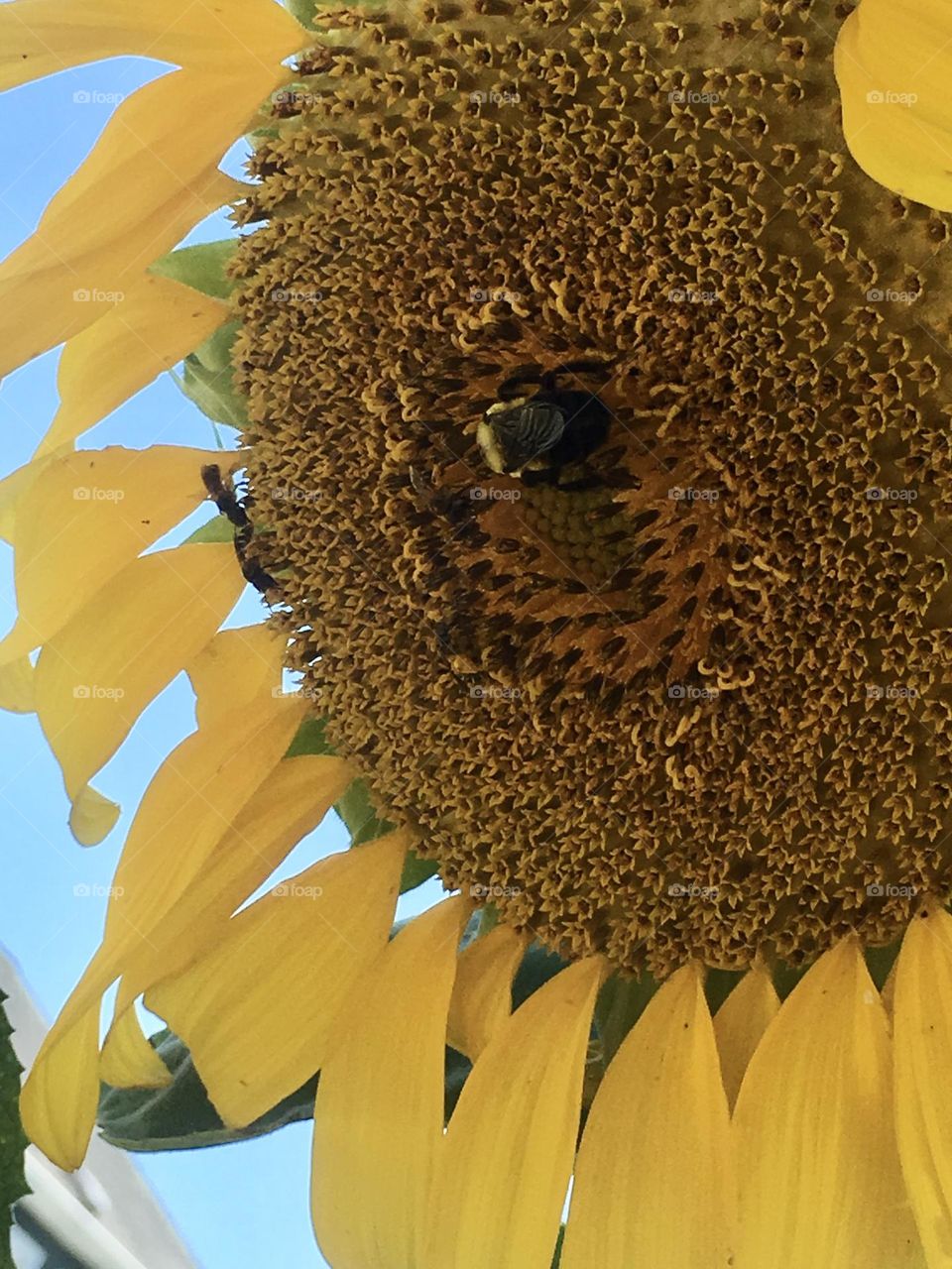 Sunflower close up with bumble bee, fills frame 