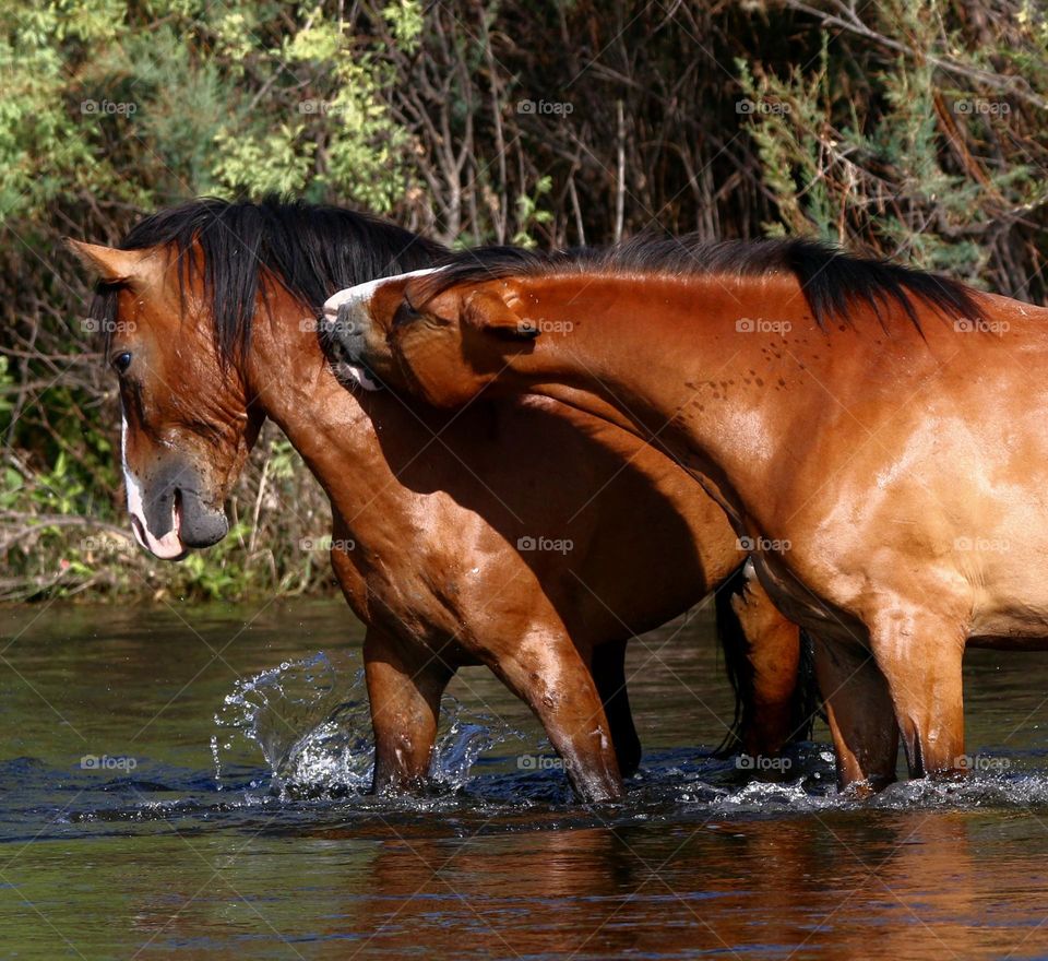 Wild Stallions Sparring in River