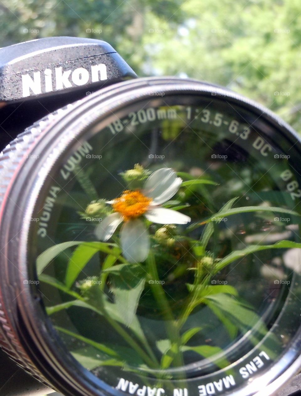 Garden in camera lens