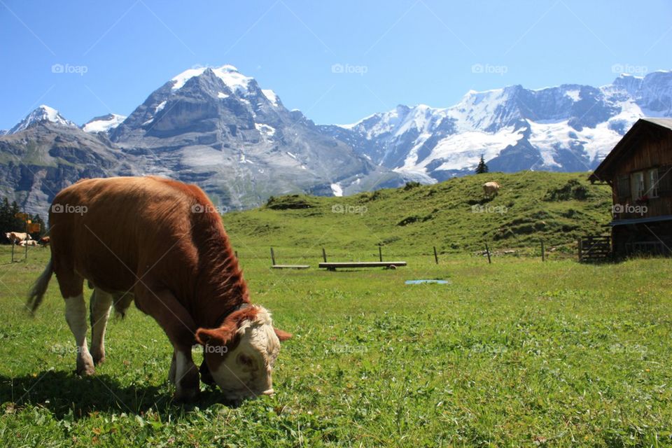 Swiss Cow