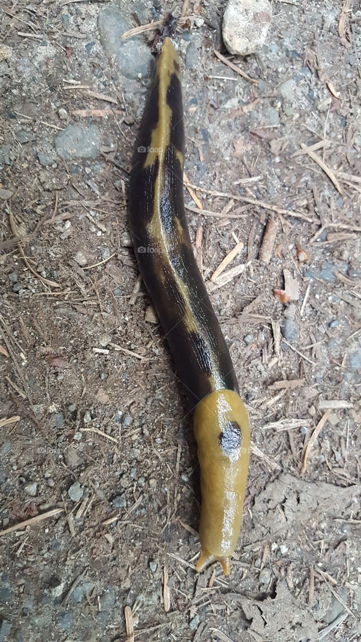 slug