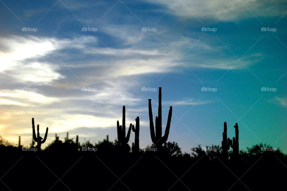 Evening saguaro