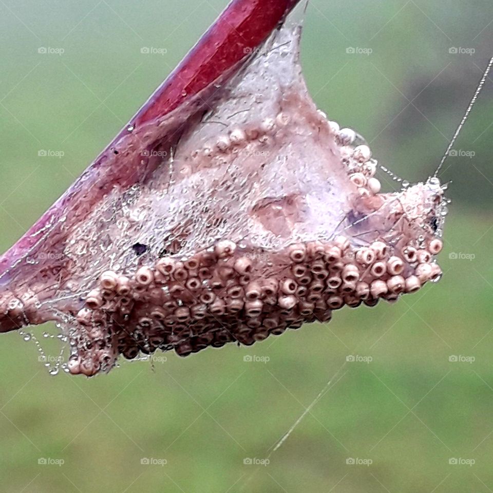 misty  autumn  morning with dew condensing  on insect nest in a curled leaf