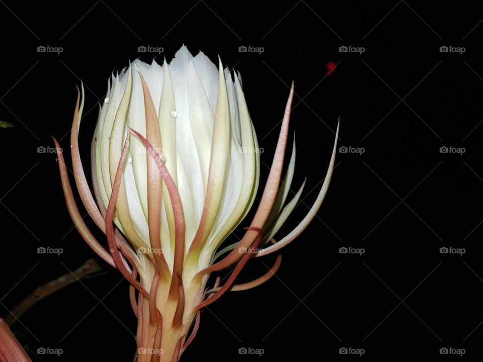 A beautiful kadupul flower, one of the most rarest and valuable flowers in the world, this version of which is endemic to the tiny island nation of Sri Lanka.