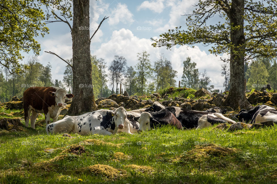 Cows lying down resting in green grass pasture on beautiful summer day 