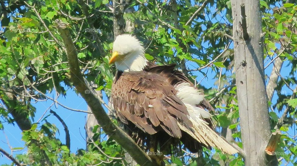 Preening Bald Eagle