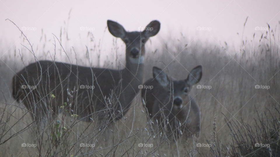 Two Curious Deer