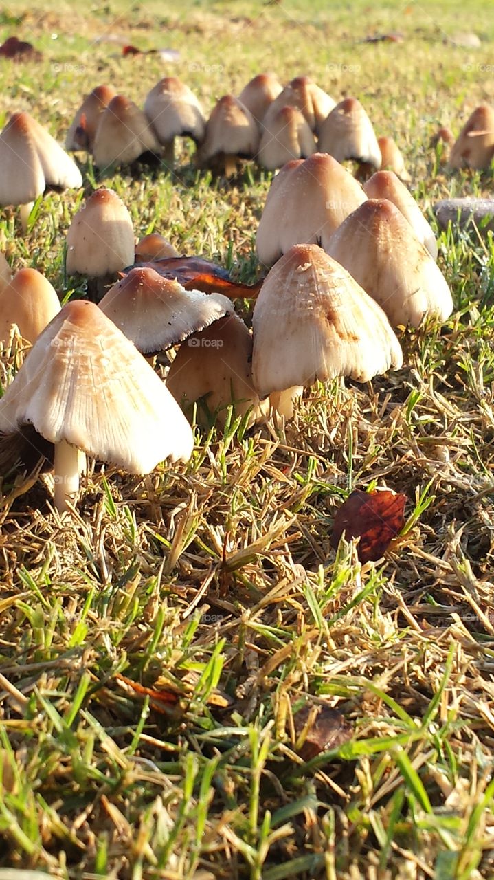 a group of mushrooms growing in the park