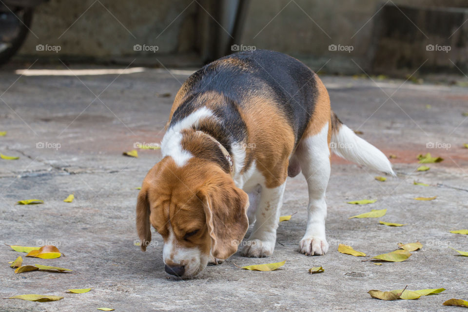 Beagle pet dog smells something on the ground