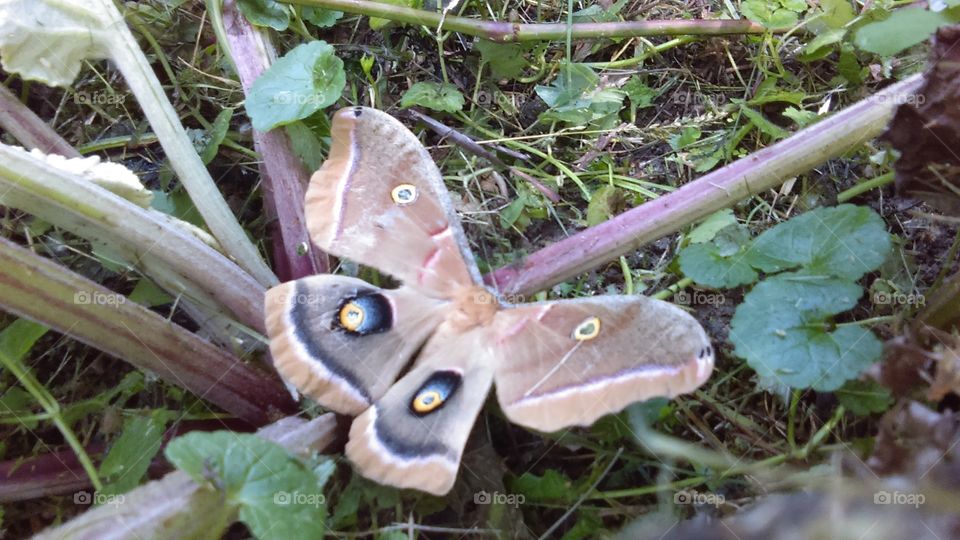 polyphemus moth. I found this moth wile landscaping
