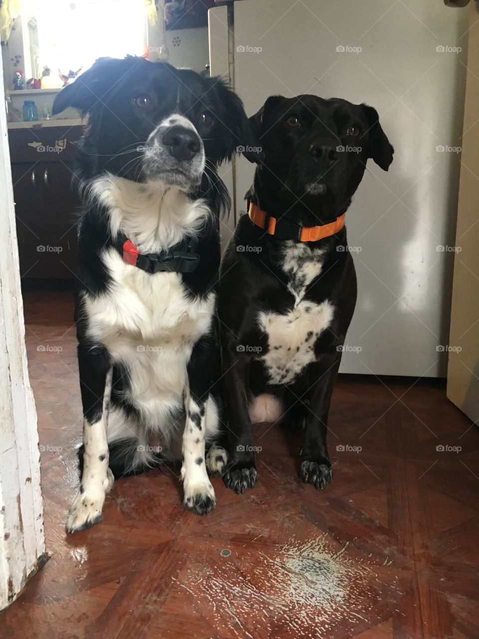 Two dogs sitting next to eachother inside