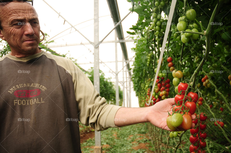 hand tomatoes leafs farmer by yahavesh