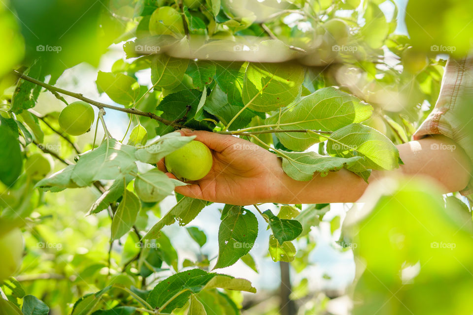 Apple, green apple