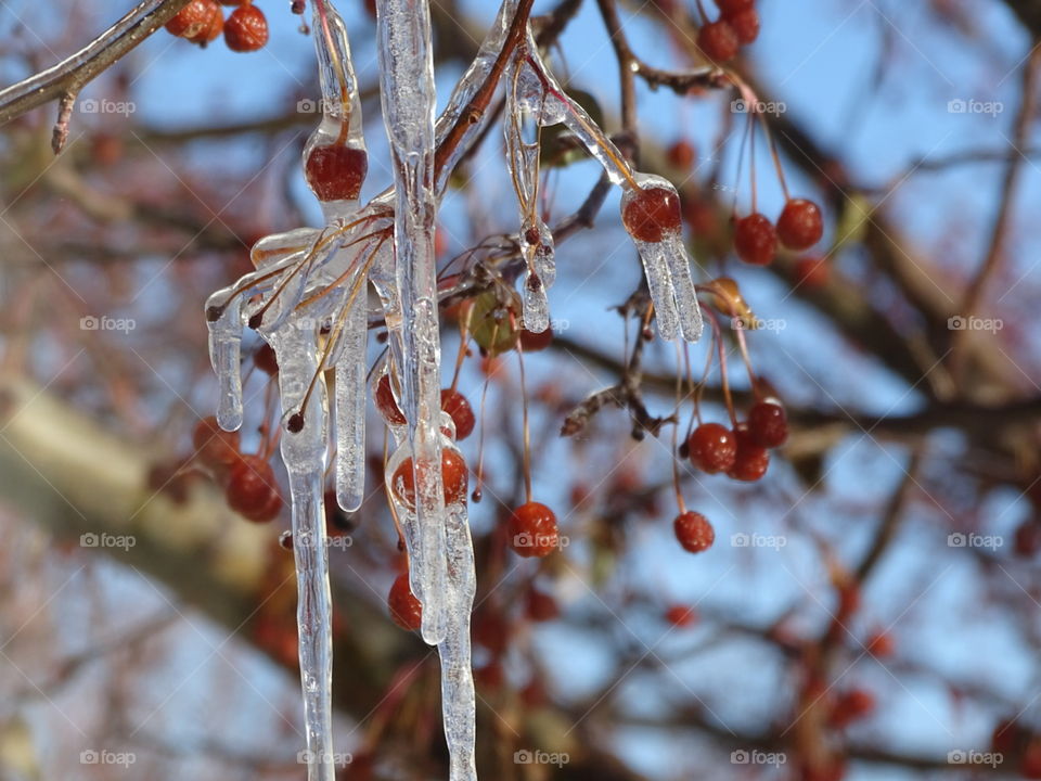 frozen cherries on a tree