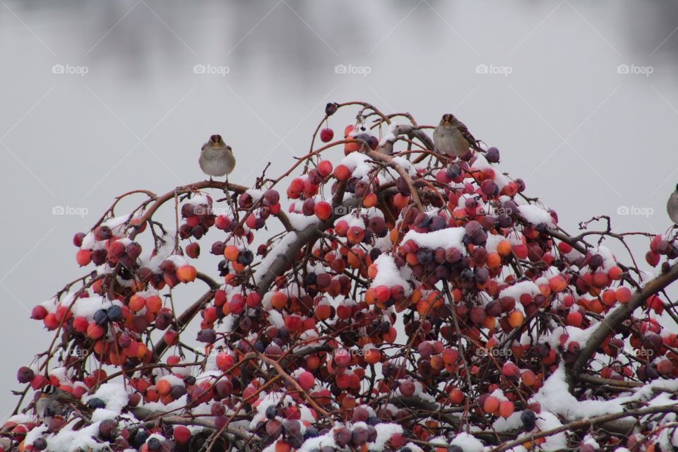 Snow birds in Idaho