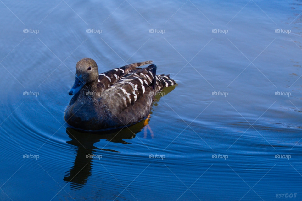 Lone duck