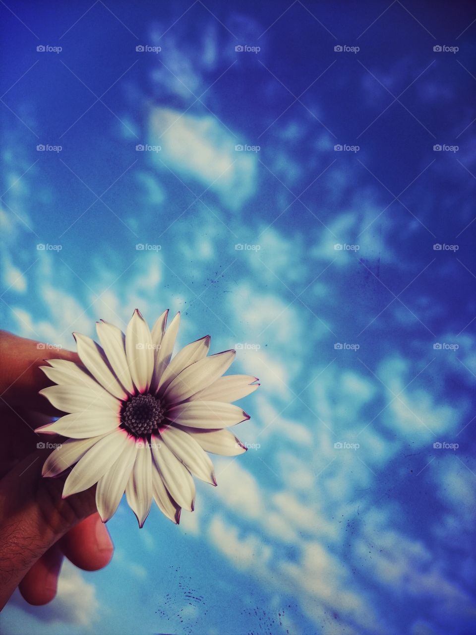 Flower and sky.