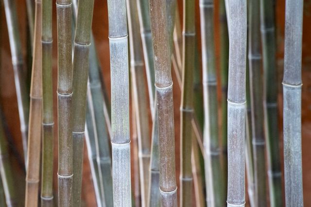 Bamboo trunks
