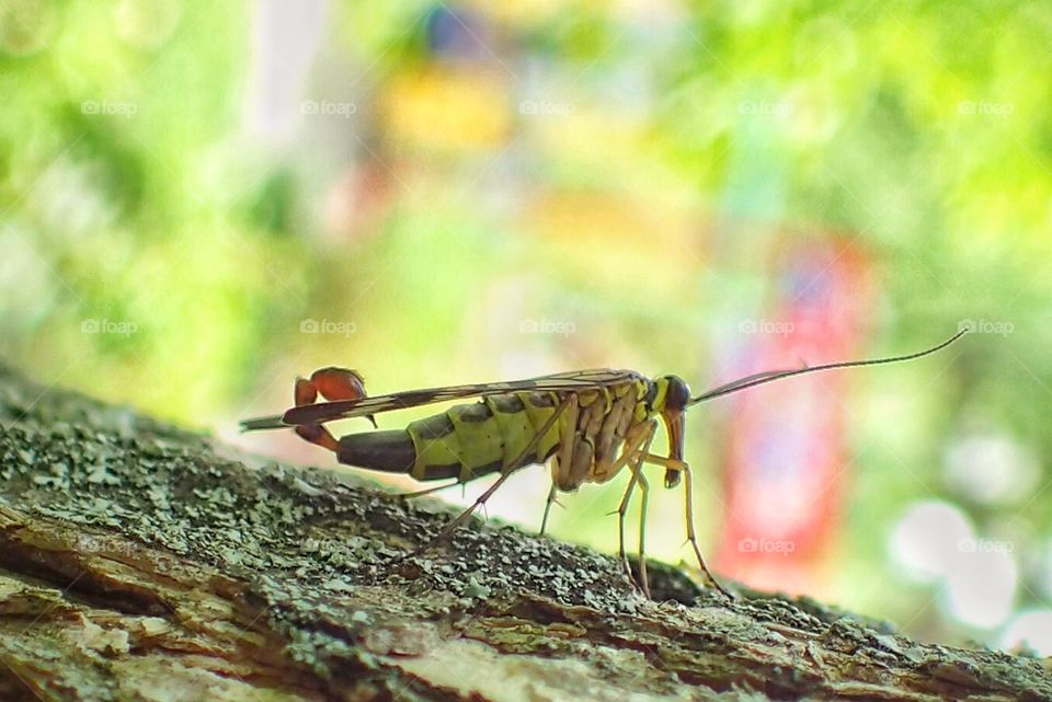 Insect closeup