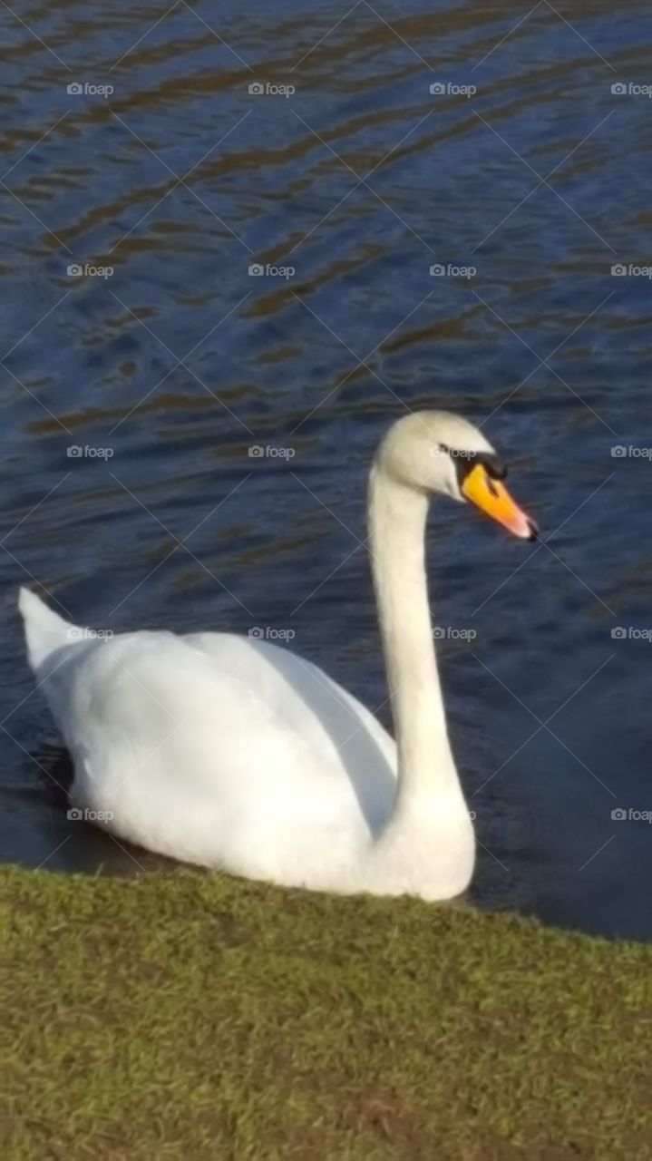 Swan