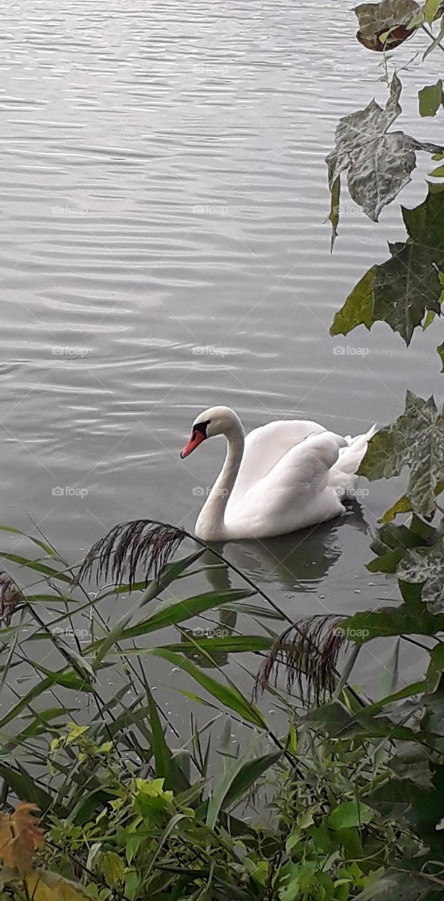 white swan swims in a lake