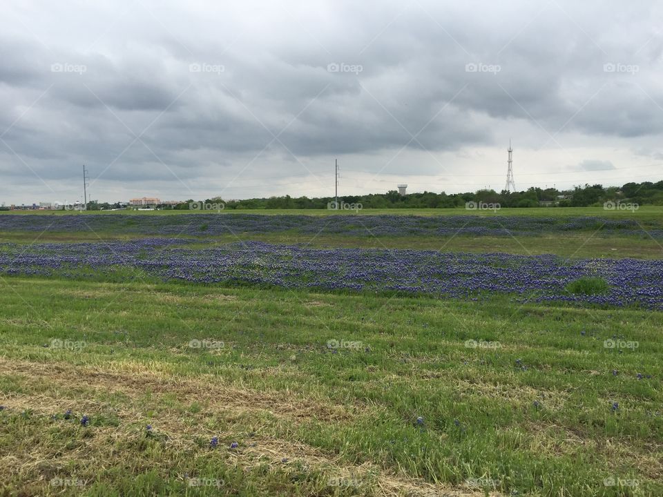 Texas Bluebonnets. Taken in Mesquite Texas