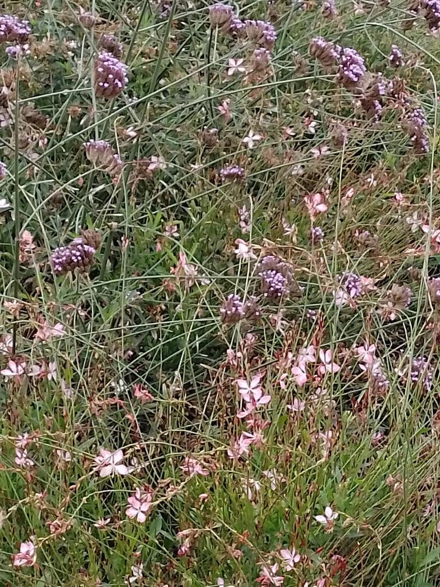 cut flowers