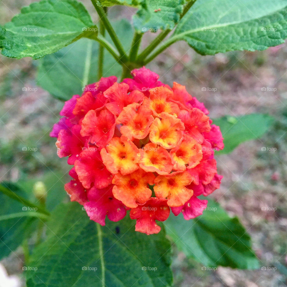 🌹 🇺🇸 Very beautiful flowers to brighten our day.  Live nature and its beauty. Did you like the delicate petals? / 🇧🇷 Flores muito bonitas para alegrar nosso dia. Viva a natureza e sua beleza. Gostaram das pétalas delicadas? 