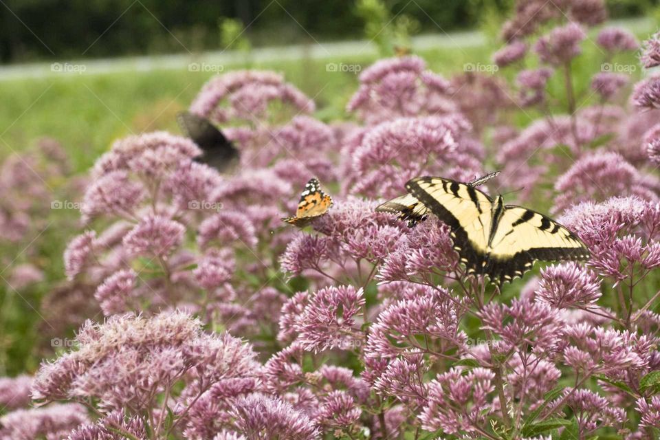 butterflies on milkweed