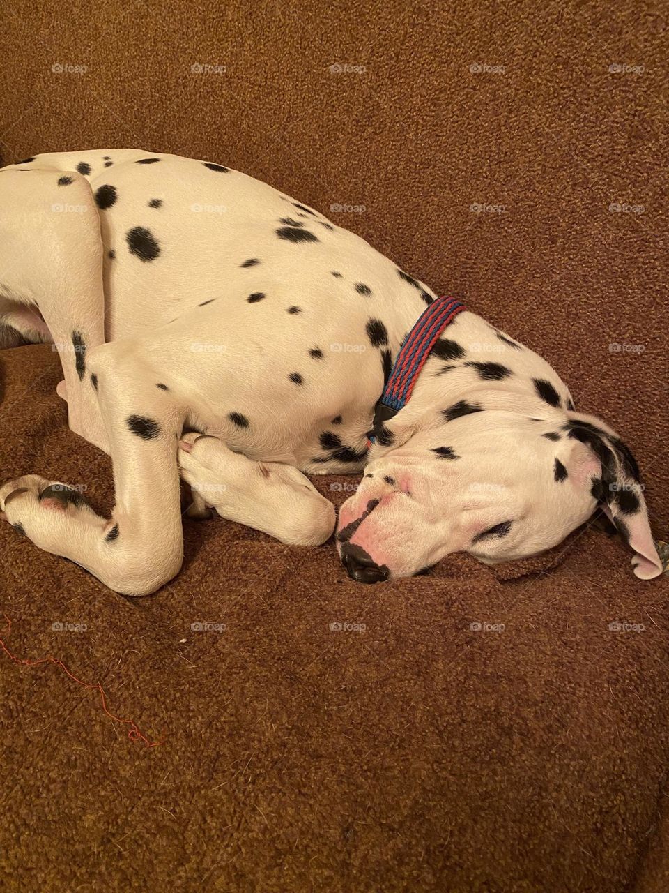 Dalmatian dog