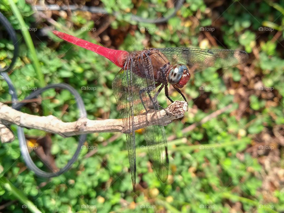 Dragonfly with grey eyes, brown body and red tail.