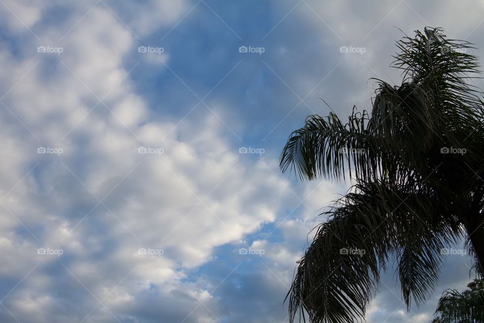 Palm Leaves with cloudy sky