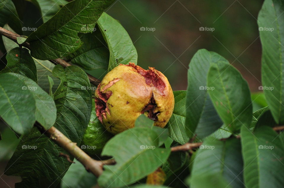 Yellow guava