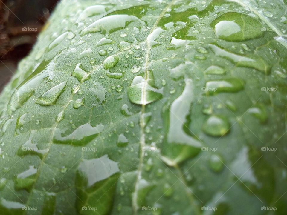 Water Drops on a Leaf
