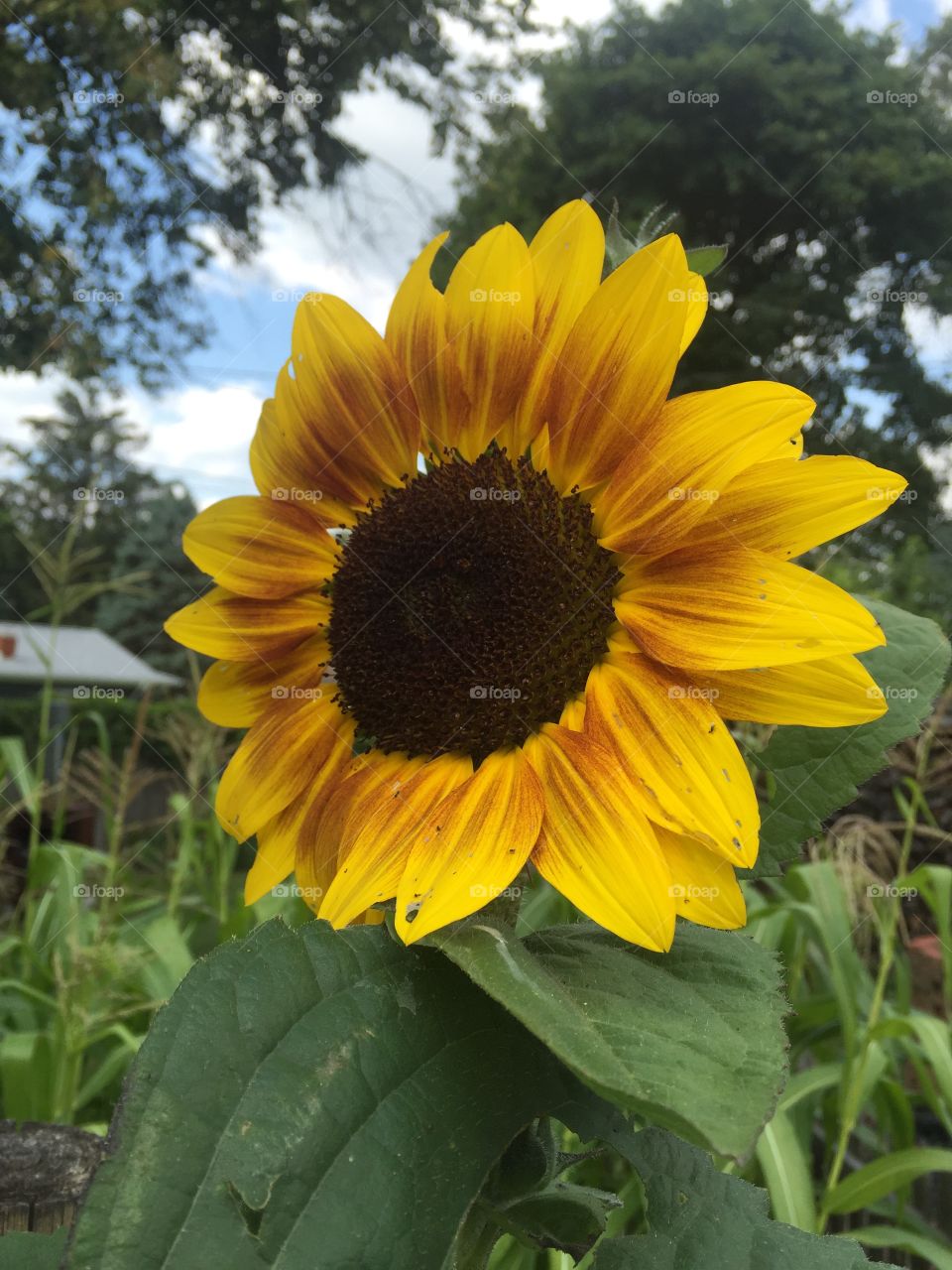 Sunflower. Beautiful sunflower standing tall!