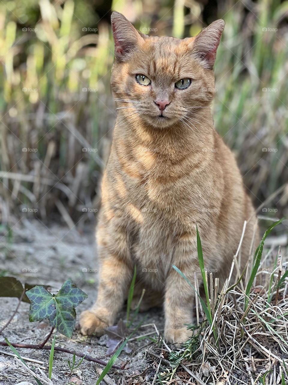 Red cat in the nature